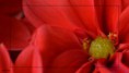 /album/fleurs-dun-jardin-2015/dsc-5189-copie-jpg/
